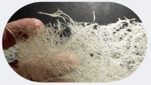 slrd Lekton paper 07