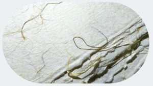 slrd Lekton paper 08