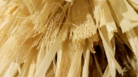 Луб липы (внутренняя кора) имеет волнистую структуру и легко расщепляется на отдельные ниточки волокон